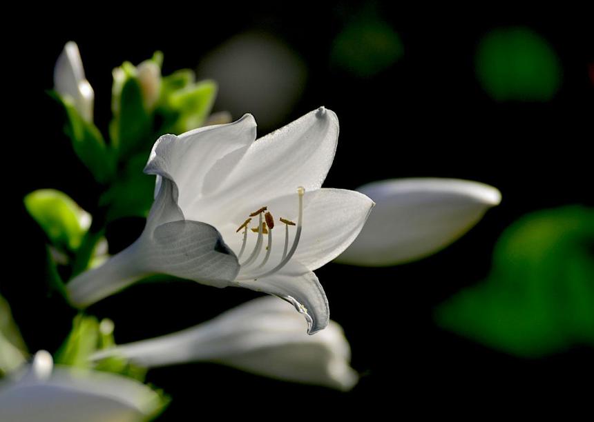 有关玉簪花的古诗词,古诗暗香的诗句