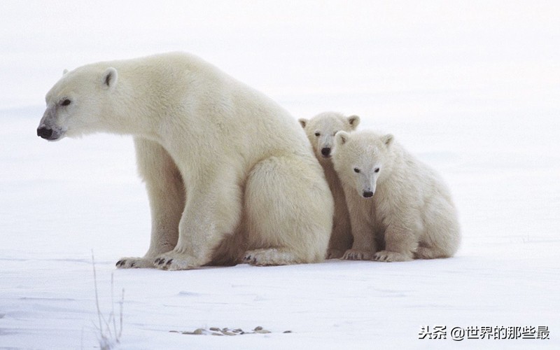 非洲草原上生存过老虎吗?是不是被狮群赶走的?网友的解释很合理