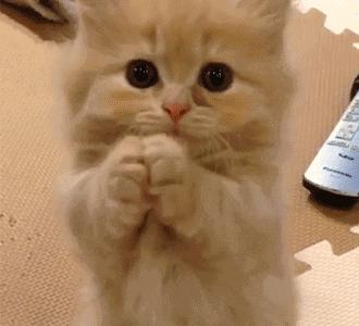 猫咪被虫子咬了不注意会流脓吗,猫咪被蚊子叮咬会怎么样