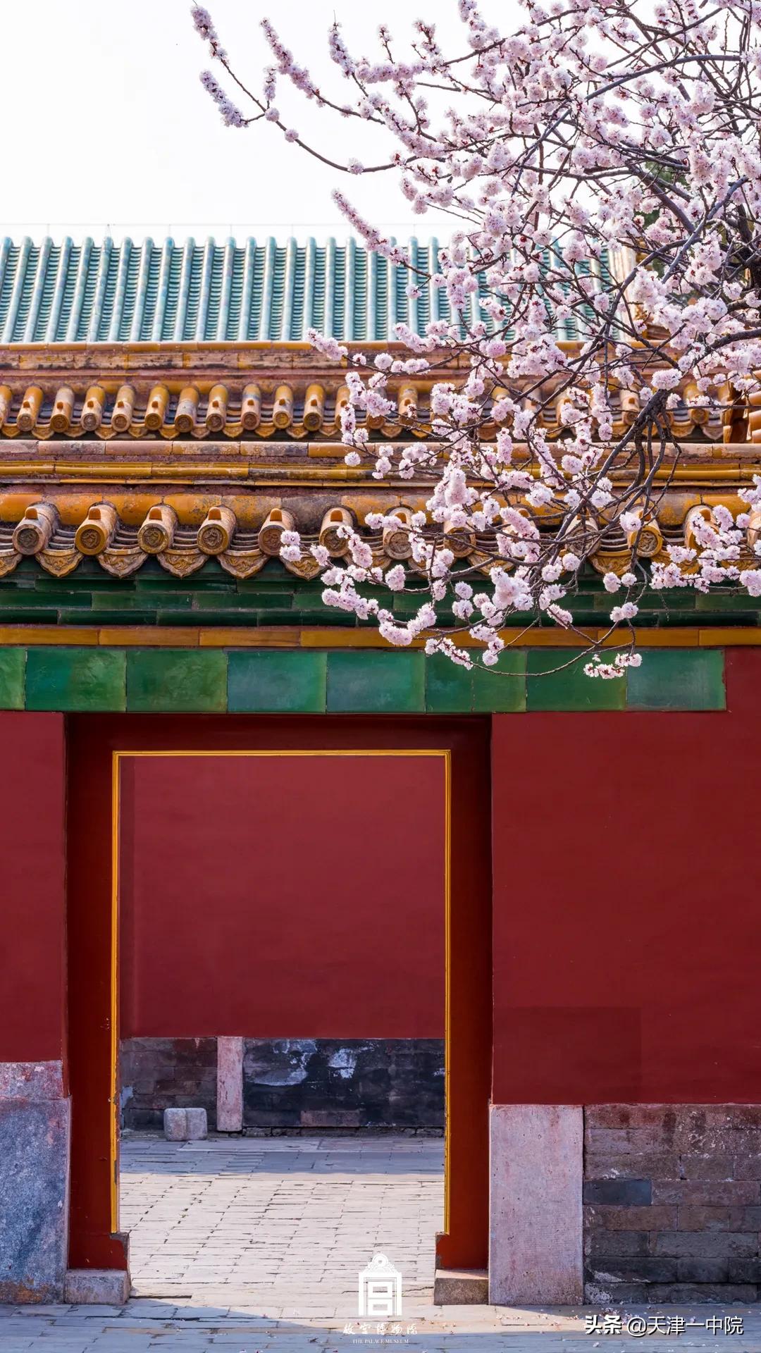故宫重新开放！这一季错过的春色统统还给你