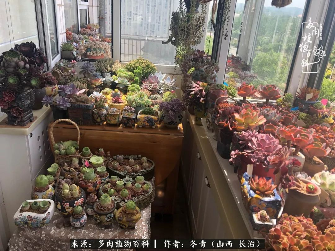阳台养多肉徒长怎么办,阳台养多肉养殖方法和注意事项
