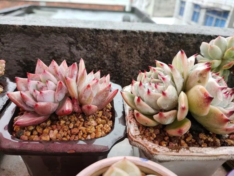 疫情期间在家欣赏多肉,疫情期间被多肉治愈