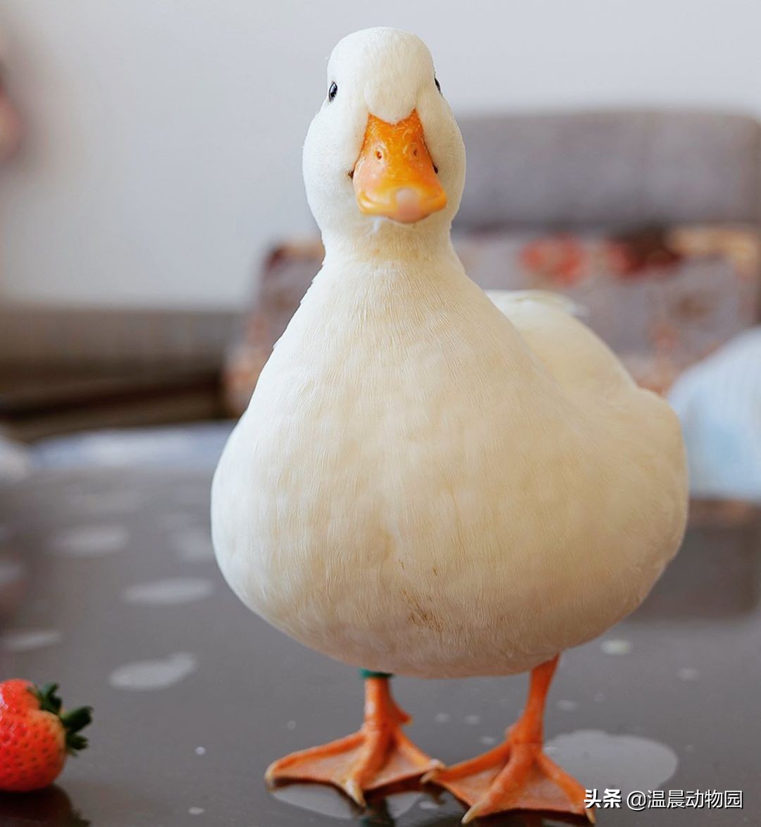 网红柯尔鸭容易养吗,柯尔鸭为什么是网红宠物