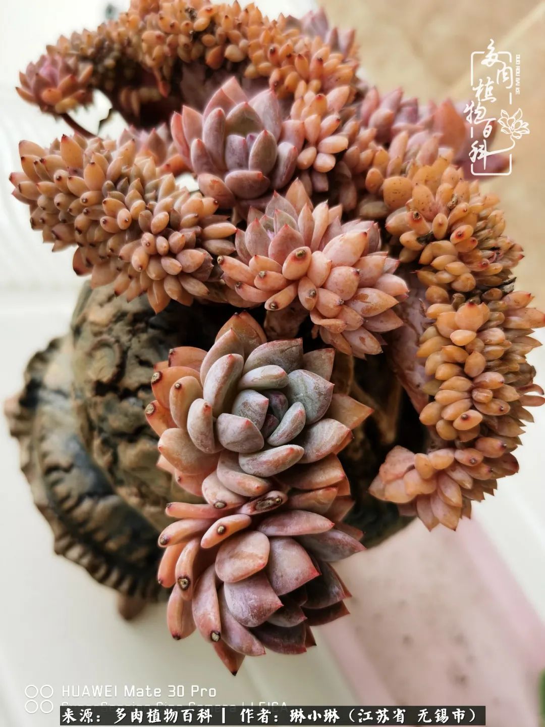 多肉变美是需要时间的,千万别辜负了多肉变美的黄金季节