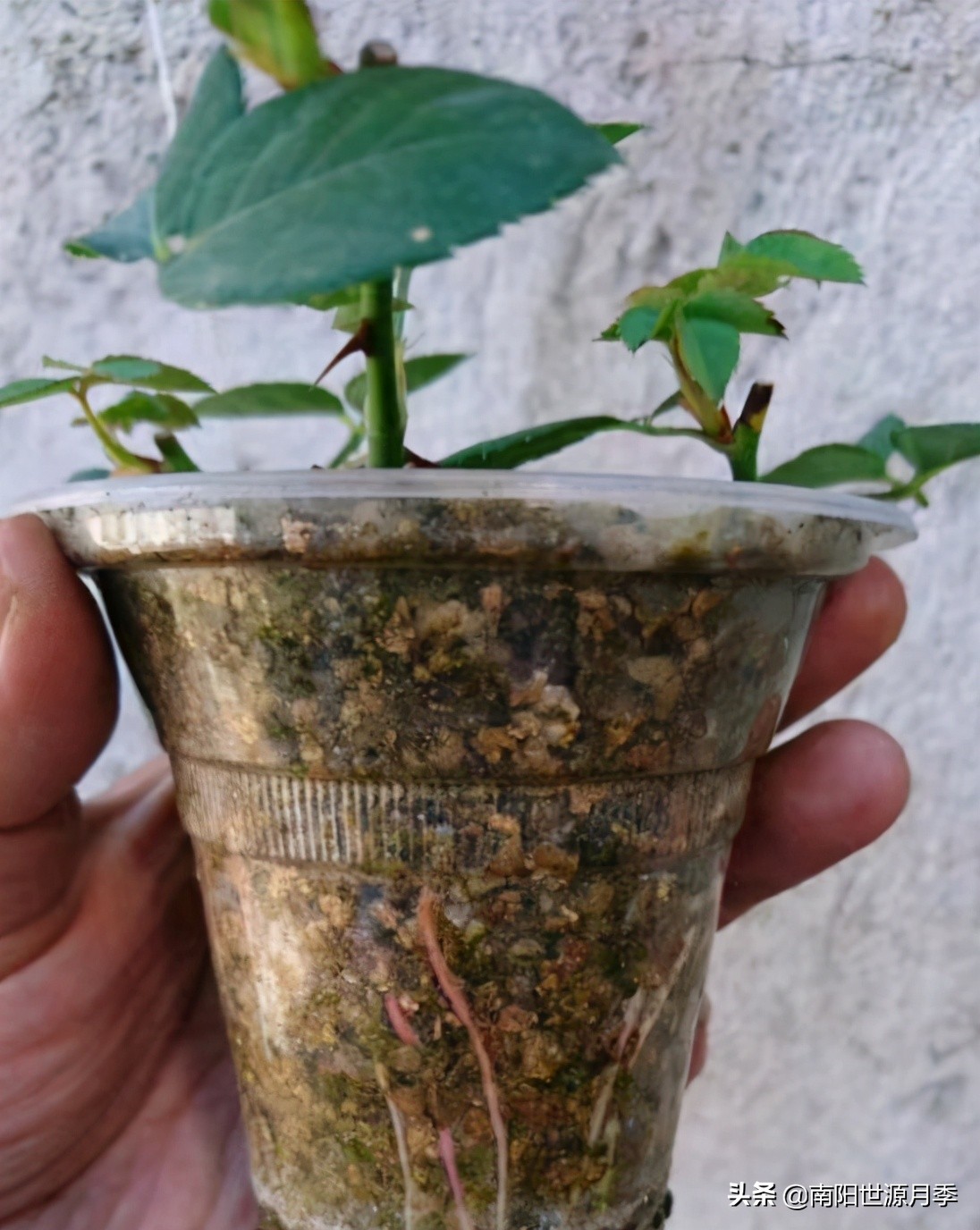 撞墙2.0扦插法能淋雨吗,撞墙2.0扦插法怎么定植