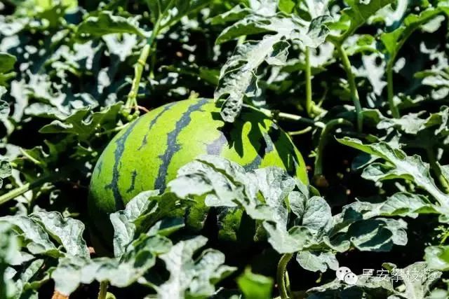 好吃的攀枝花当季新鲜水果 (攀枝花这两天特色水果)