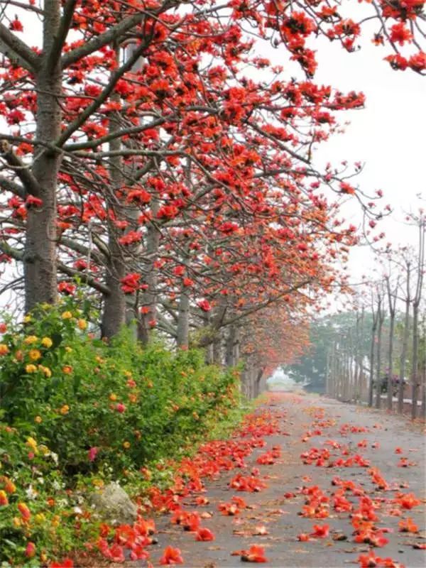 100种常见观叶植物图鉴史上最全,农村常见的100种植物