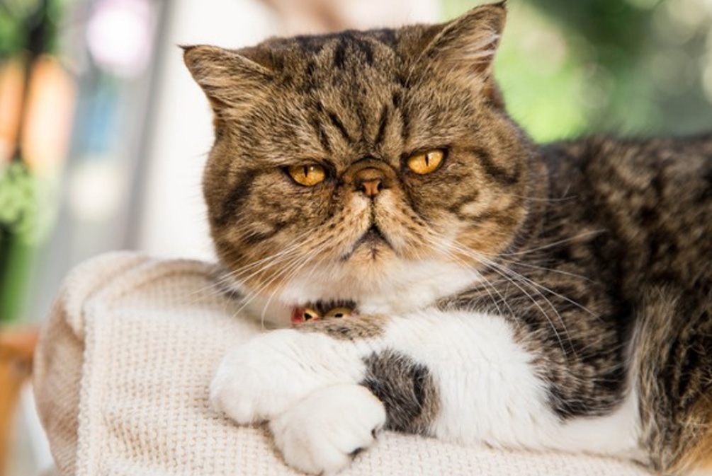 猫突然瞳孔盯着你看是什么意思,猫一直盯着你看是什么意思