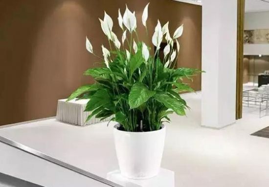 办公室适合吸甲醛的植物,办公室除甲醛的植物哪些最好