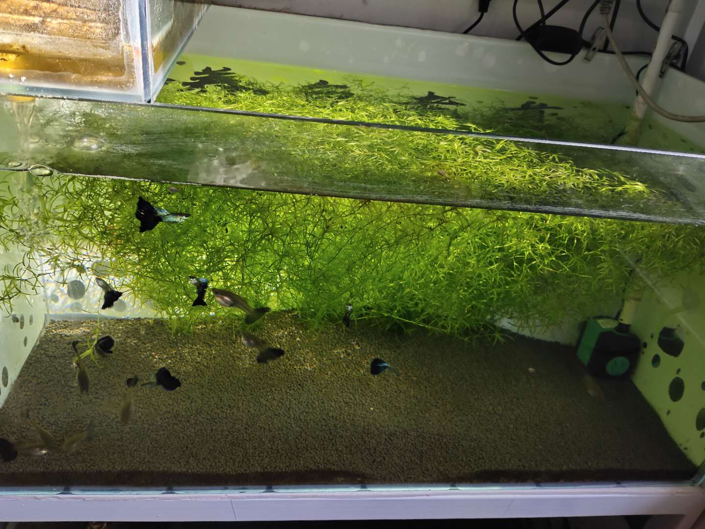 孔雀鱼要吃小鱼苗为什么还会爆缸,孔雀鱼和迷你鹦鹉哪个更容易爆缸