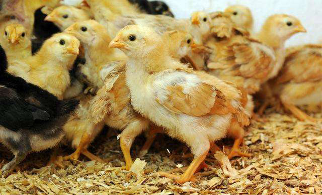 鸡寄生虫病的防治方法,鸡有蛔虫喂什么药