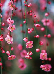 有你即心安的图片,有你即心安