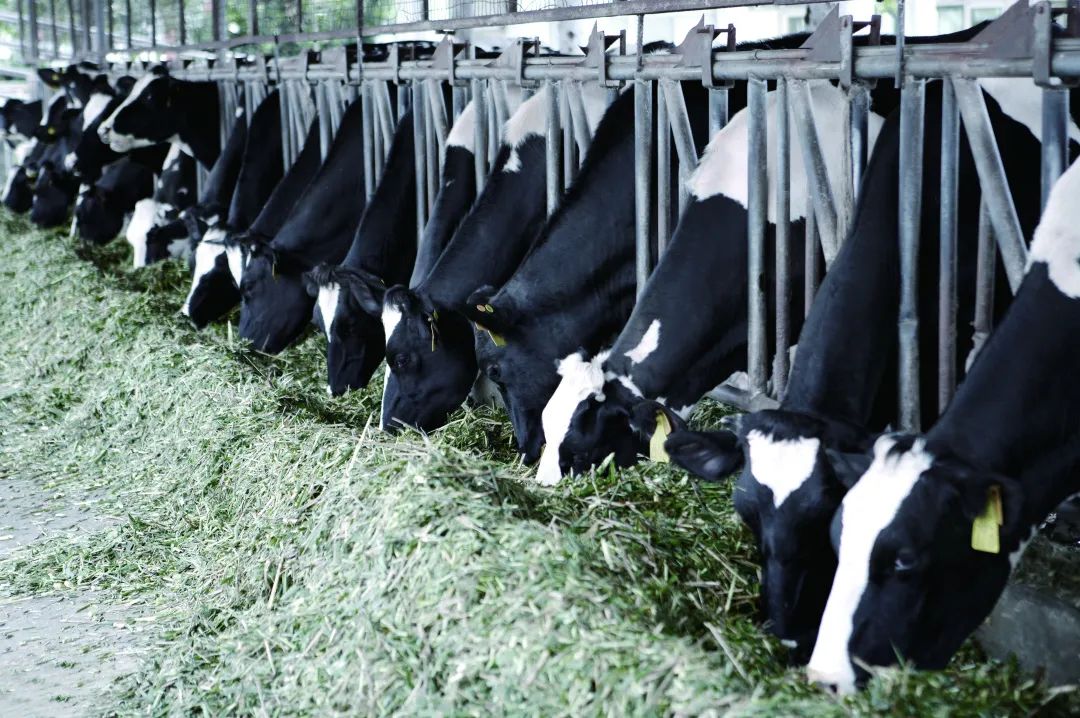 为什么粉丝质量很差,为什么有的人在意品牌真假