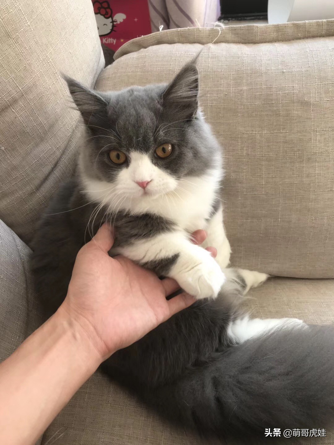 猫有没有不孕不育的,猫咪多大有生育能力公猫