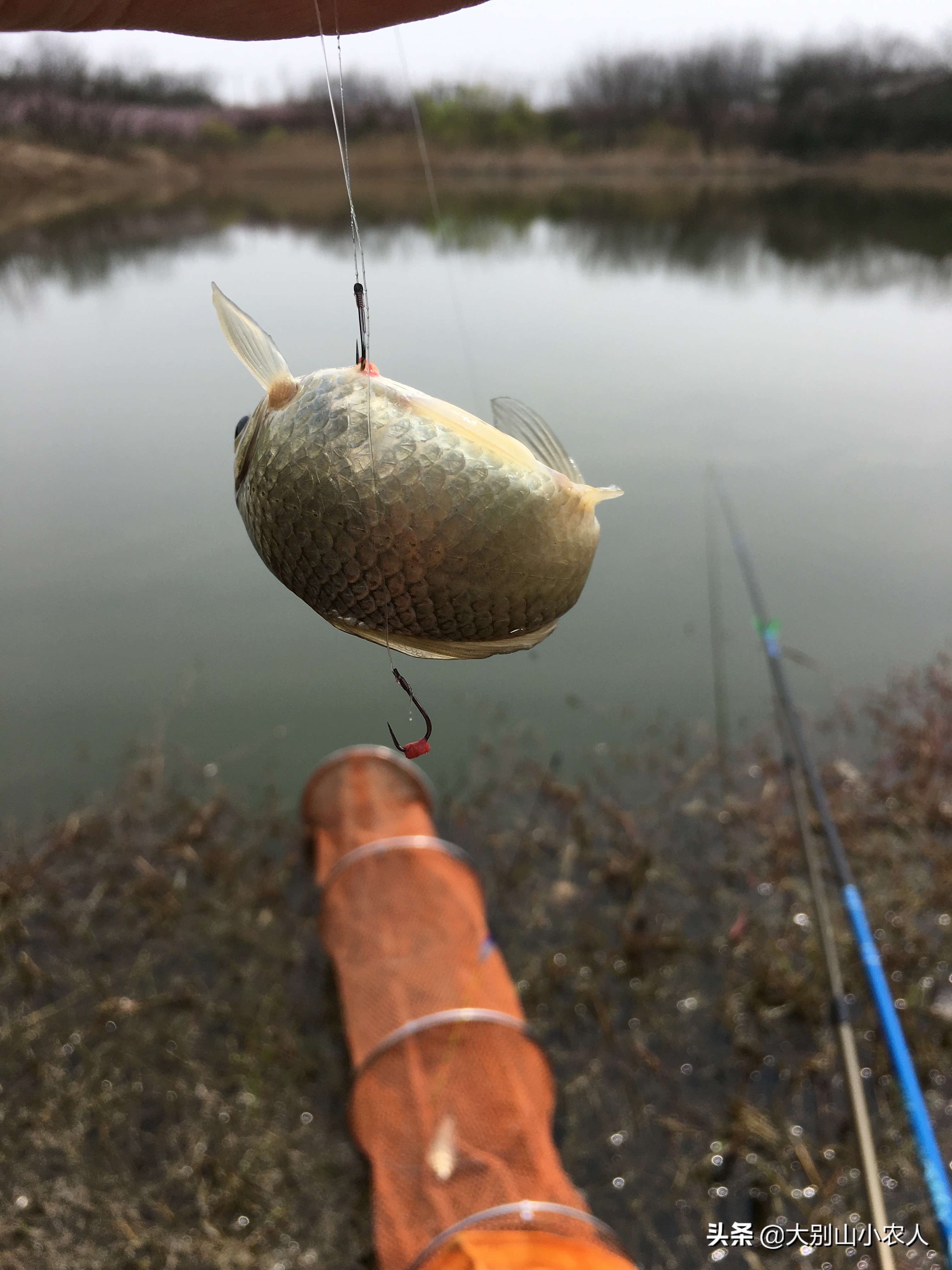 冬季钓鱼与锚鱼哪个效率高,钓鱼总是锚到鱼