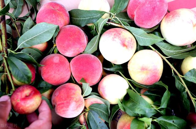 7月份桃子摘后桃树该怎样管理,桃树谢花后多长时间进入硬核期