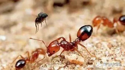 提醒！漳浦村庄公园内红色蚂蚁肆虐，多名村民被叮咬肿起来