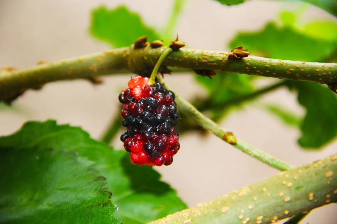 钟山水墨画廊附近旅游攻略,钟山水墨画廊自驾游