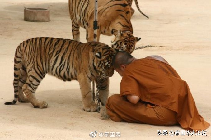 泰国老虎藏40只尸体,泰国寺庙老虎有没有解救出来