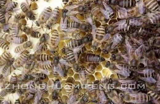 中蜂维持大群的品种,中蜂半框弱群快速繁殖