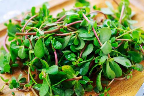 田间杂草马齿苋有什么药用,我们农村有哪些草可以治疗白癜风