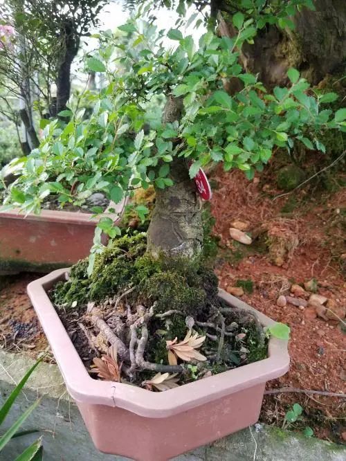 小榆树盆景设计100种形态,榆树盆景用的榆树是什么品种