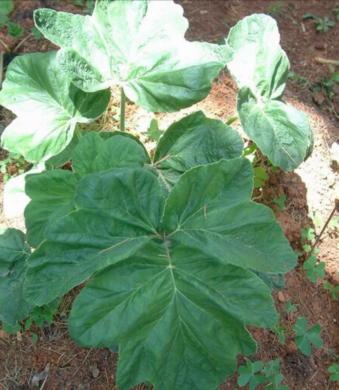 白云花根的功效作用,中草药白云花功效