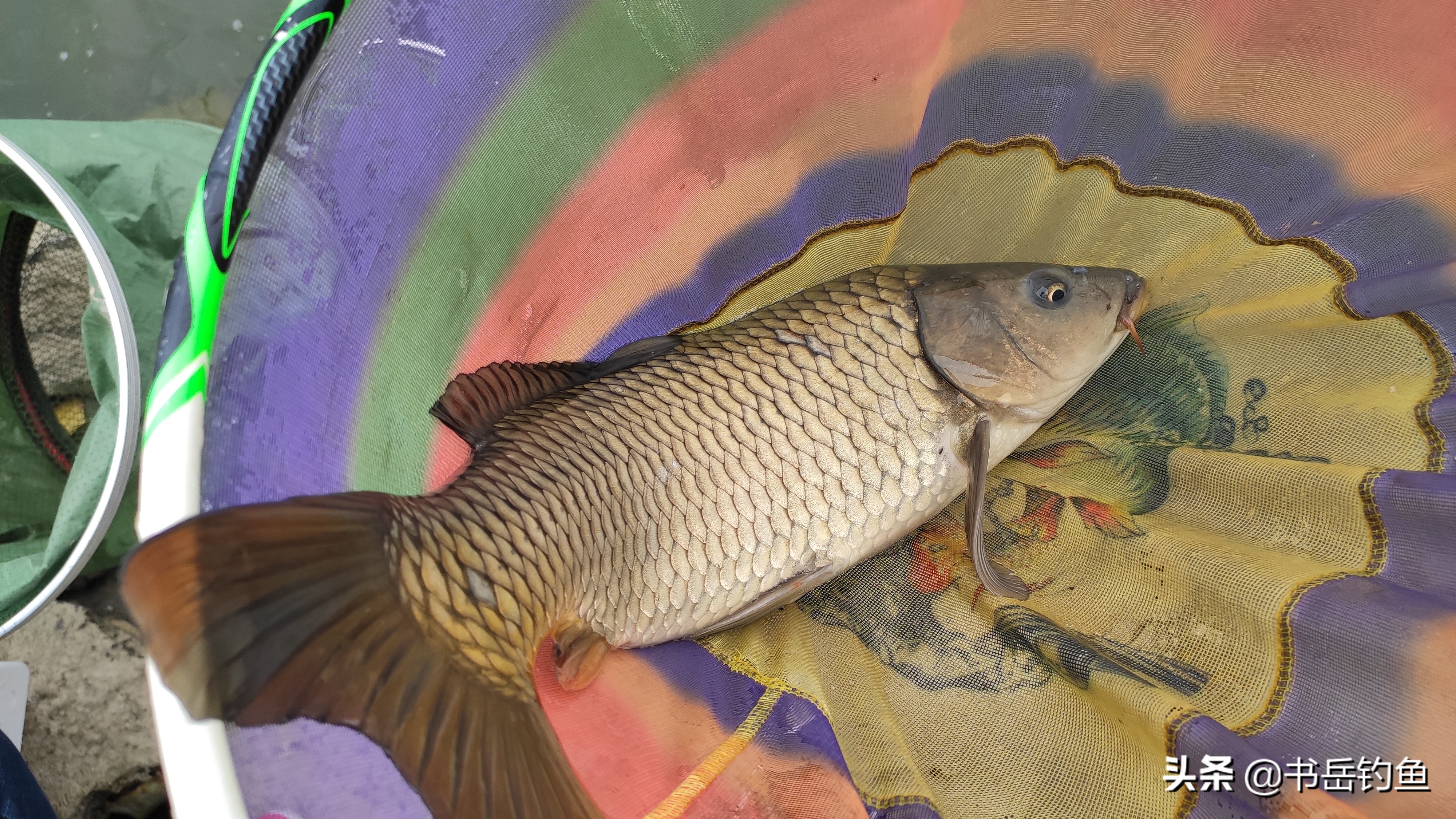 钓鱼颗粒的正确挂法图,钓鱼的颗粒饵