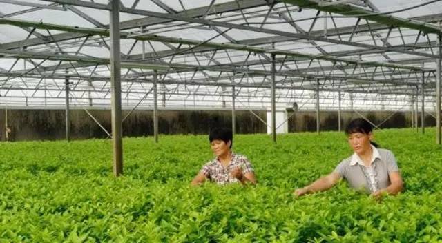 国家农业综合开发项目,农业综合开发产业