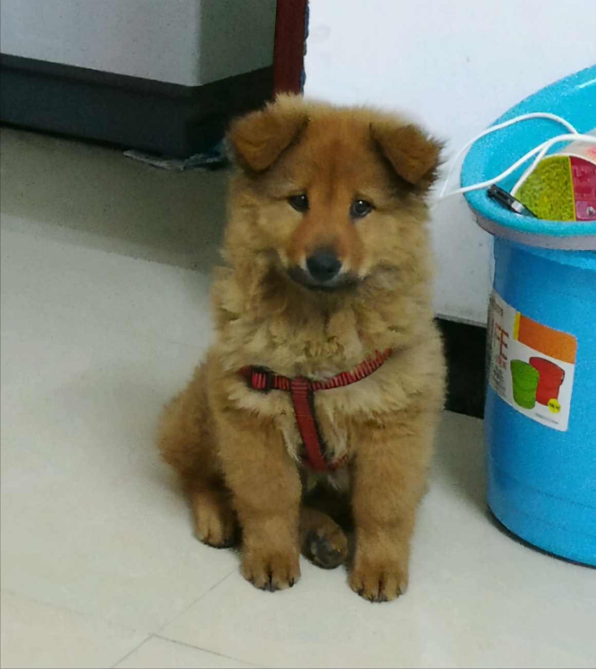 不漂亮的6种狗狗中国犬上榜,盘点四种冷门但颜值爆表的狗狗