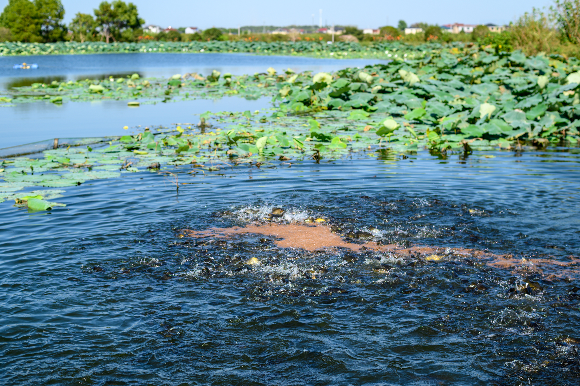 衢州十大旅游景点,衢州龙游湖镇旅游景点