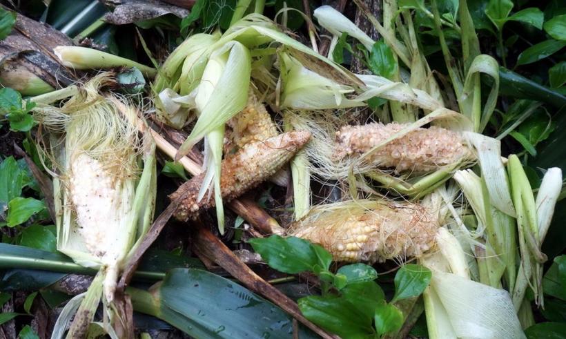 农民种地怎样防控野猪,野猪泛滥的措施有哪些方法