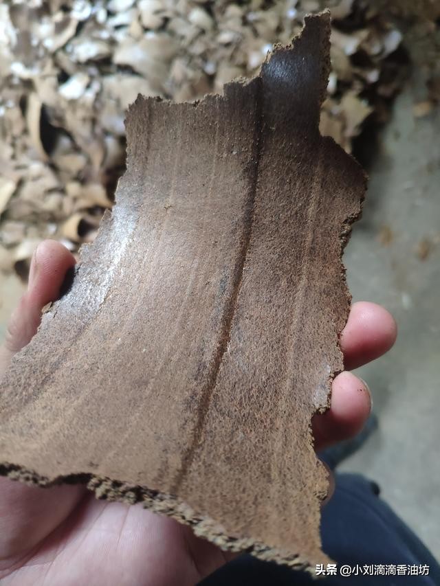 菜籽饼打窝能钓什么鱼,菜籽饼打窝用什么饵挂钩