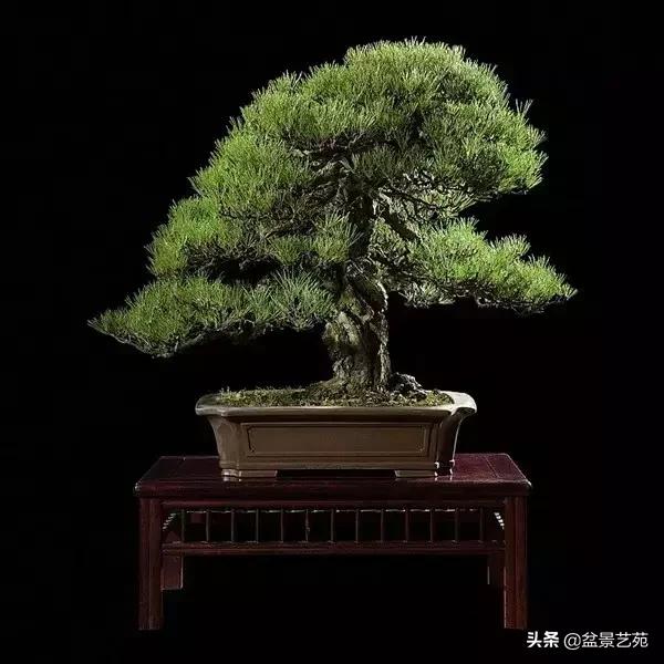 西泠印社砚台最高价拍卖记录,杭州西泠拍卖盆景