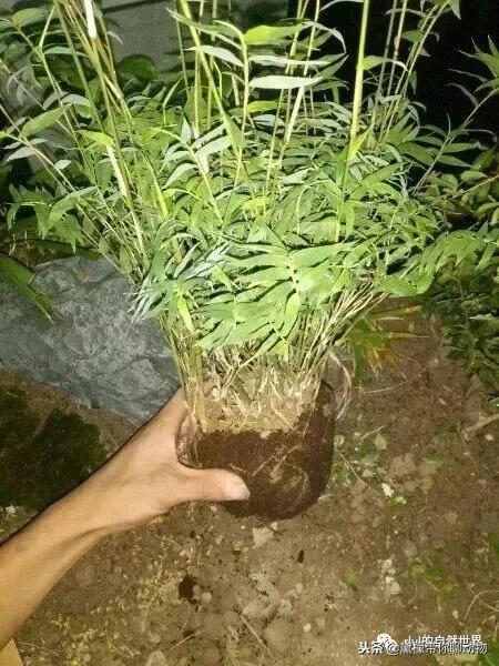 丛林造景黄缘龟池设计图大全,龟宝宝黄缘龟生态缸造景教程