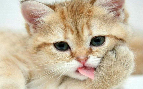 甲硝唑治疗猫瘟,甲硝唑可以治猫口腔溃疡么