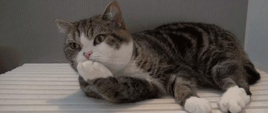 猫咪过度舔舐挠痒怎么办,猫咪过分挠猫砂