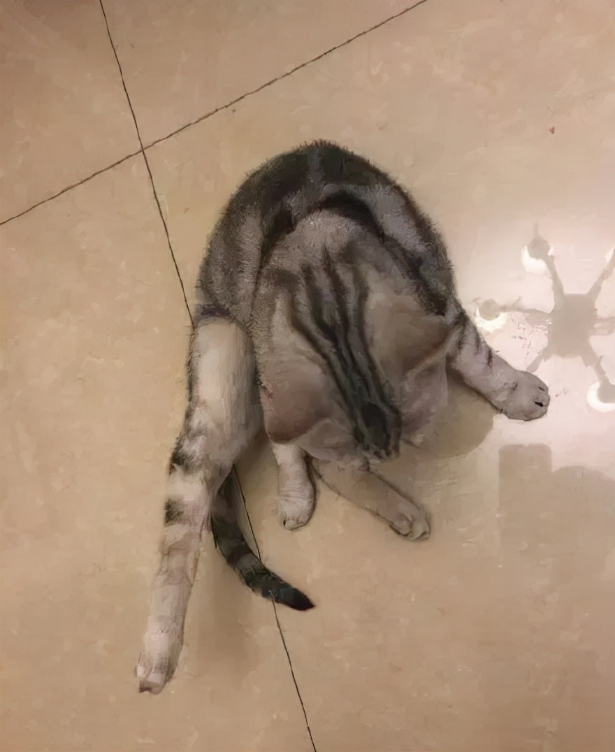 猫的终极凡尔赛：你的屏幕放不下我的腿