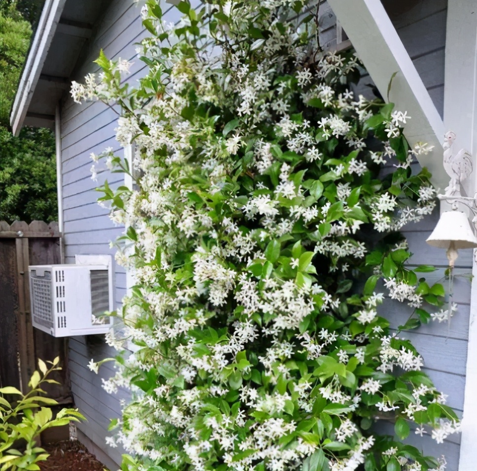 一层小院适合种什么花,如果有个院子应该怎么设计