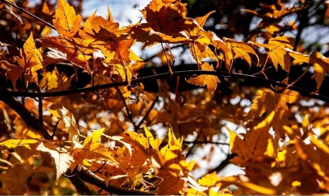 每日景点,河南小众旅游尧山