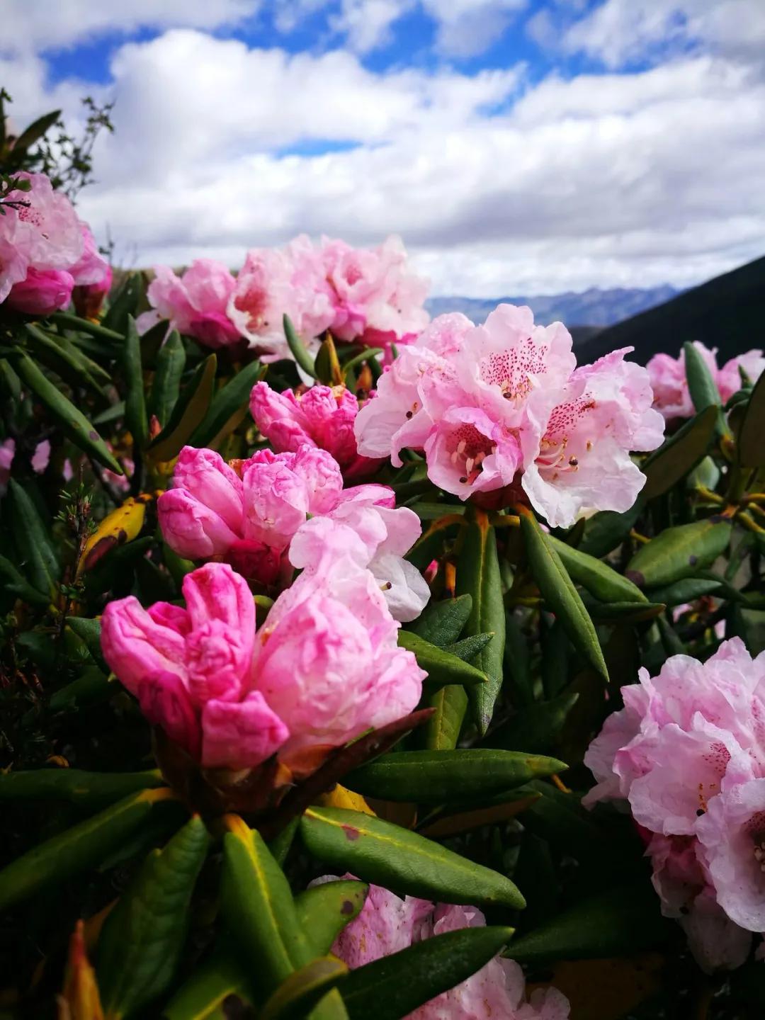 去稻城亚丁要经过哪些地方,去稻城亚丁旅游必备什么条件呢