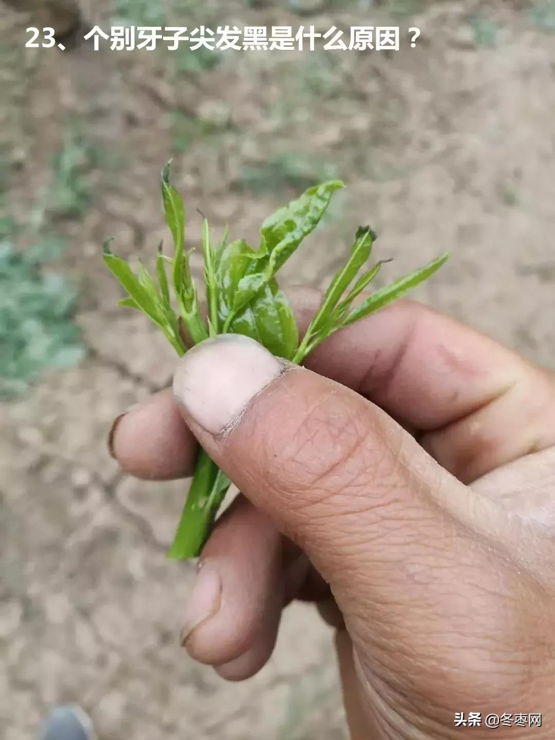 枣树环剥后多少天可以浇水,枣树环割以后多久才生理落果愈合