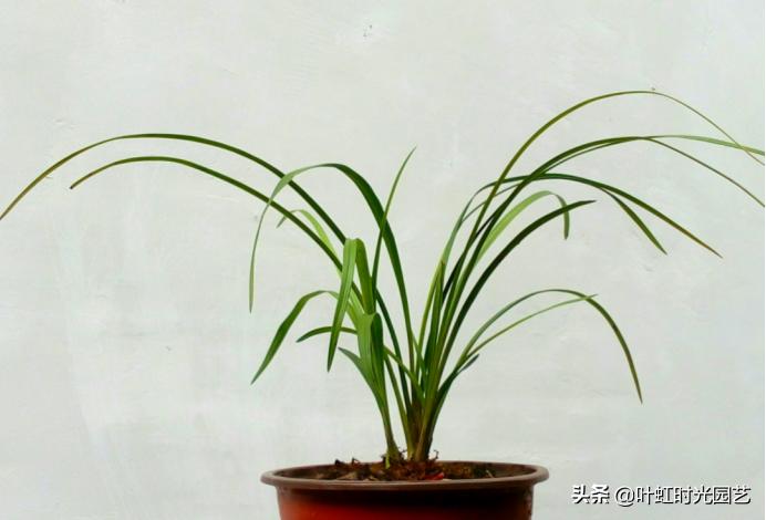 兰花缓苗期已完成怎么办,兰花为什么一拿到室外叶子就蔫