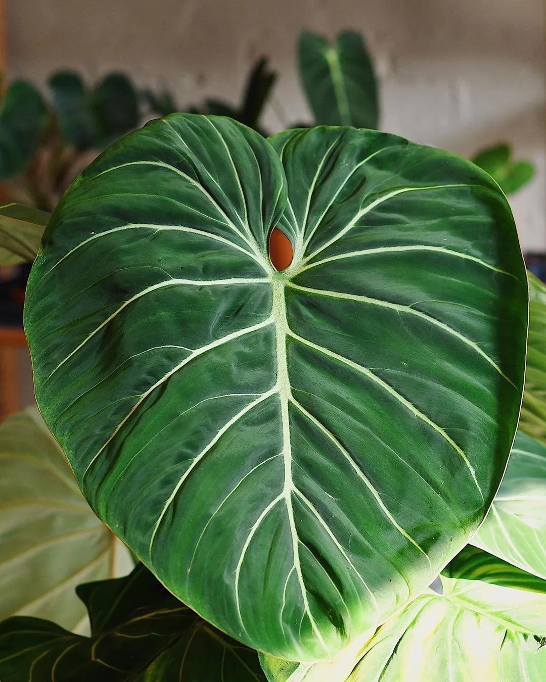 10片叶子的绿植,室内绿植盆栽一元