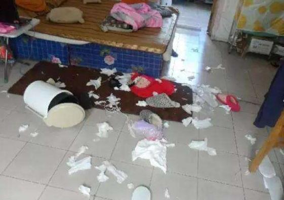 比熊犬的这6大缺点,比熊犬容易出现哪些问题