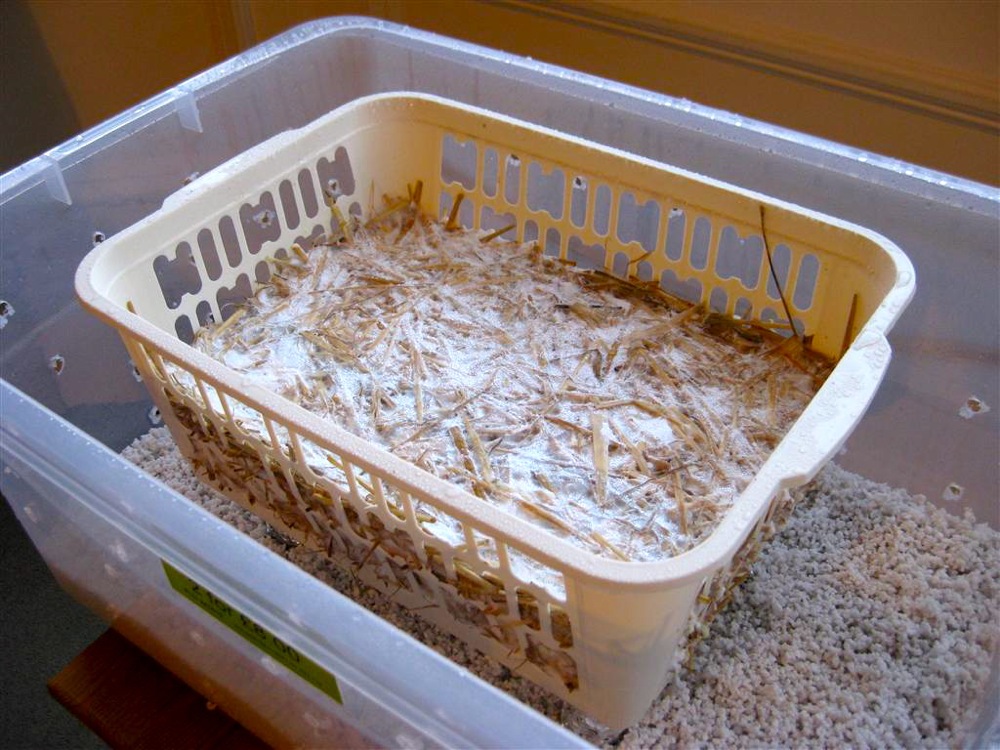 自己家种的蘑菇一天喷几次水,自己种蘑菇可以收几次