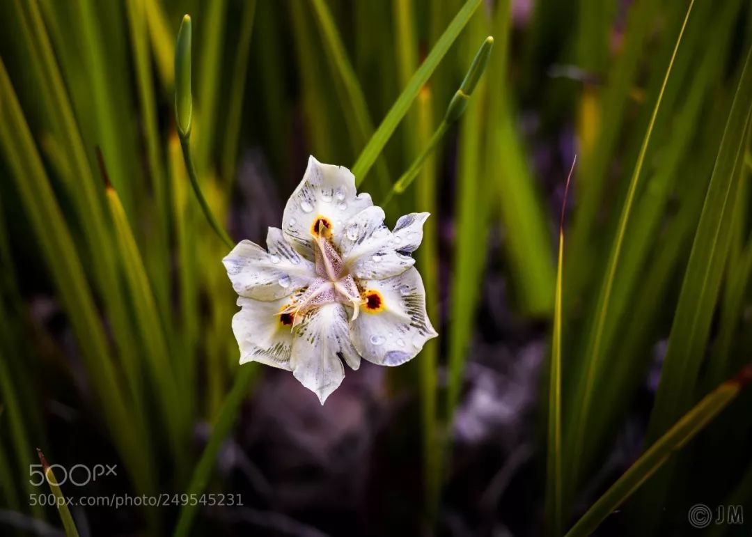 徕卡镜头70mm与50mm的区别,徕卡镜头和普通镜头的区别