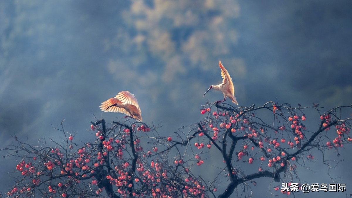 观鸟大年影片,观鸟大年在线观看