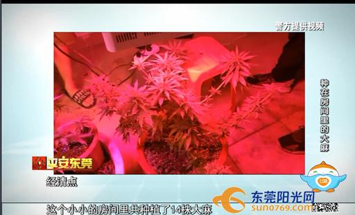 别人种花我种玫瑰,别人种花