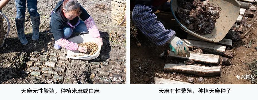 安徽道地药材天麻,天麻的道地药材